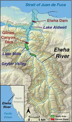 Large wood supports Elwha revegetation by reducing ungulate browsing
